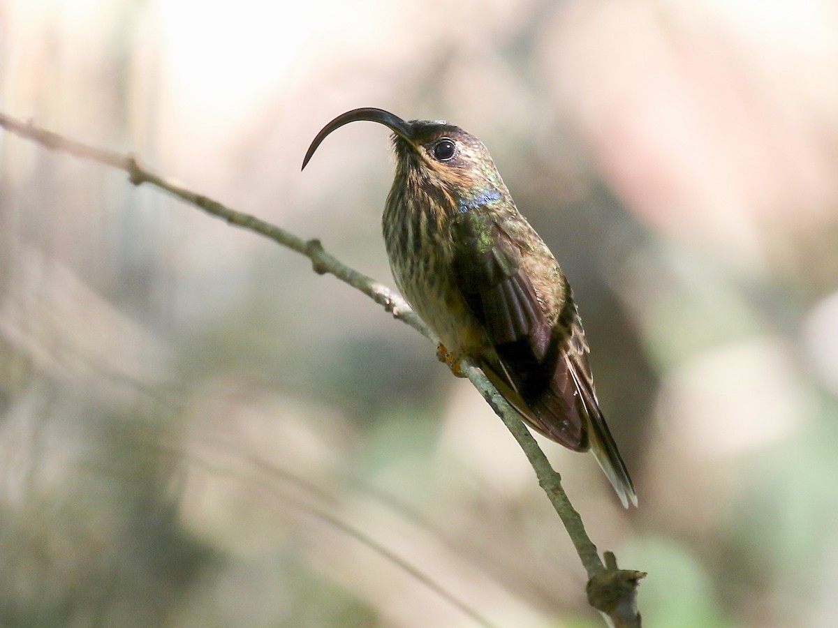 Buff-tailed Sicklebill - Eutoxeres condamini - Birds of the World