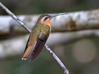  - Hook-billed Hermit