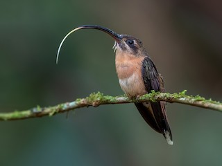 Bronzy Hermit - Glaucis aeneus - Birds of the World