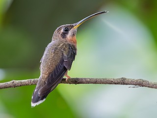  - Band-tailed Barbthroat