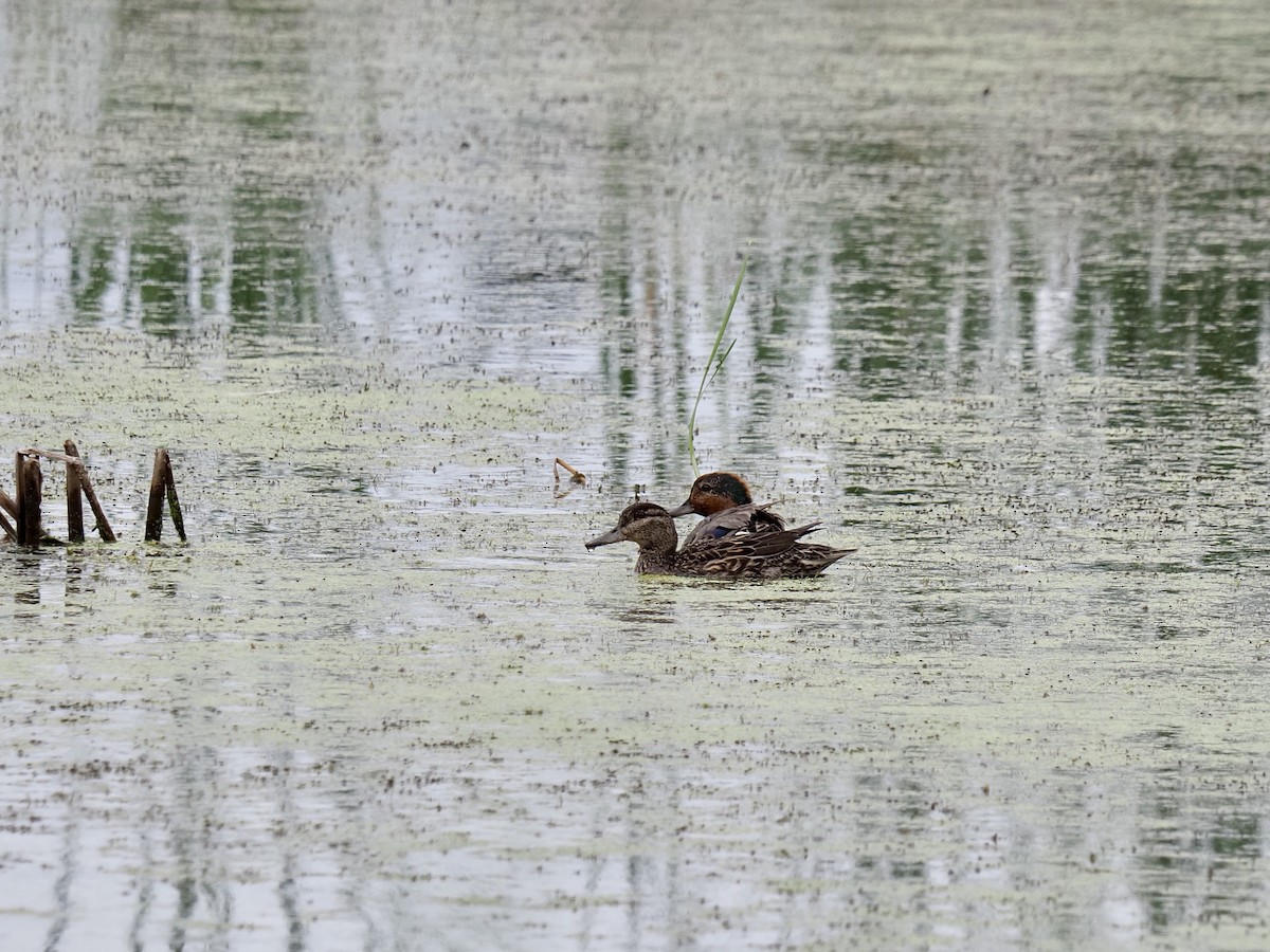 Green-winged Teal - ML471555181