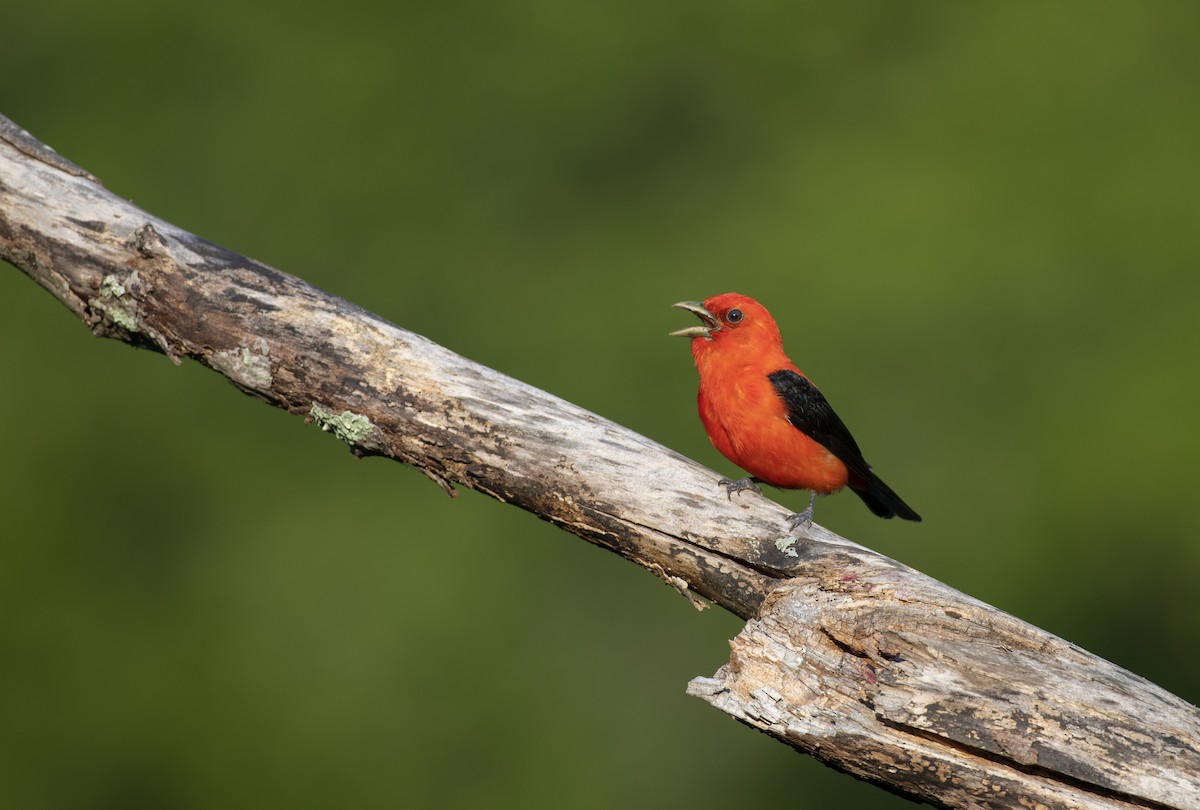 Scarlet Tanager - ML471555761