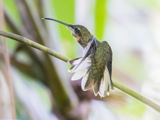  - Pale-tailed Barbthroat