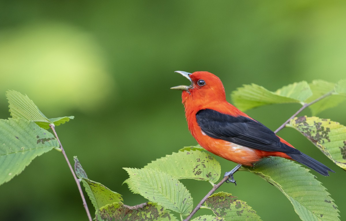 Scarlet Tanager - ML471555791