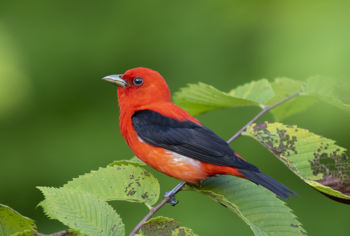 Scarlet Tanager - ML471555801