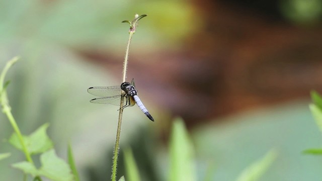 Dragonflies and Damselflies - ML471557