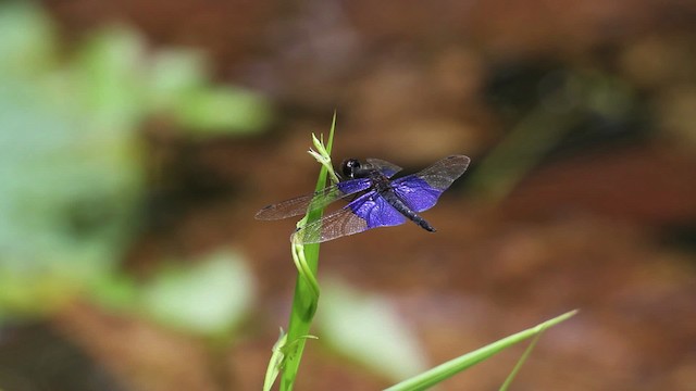 Dragonflies and Damselflies - ML471558