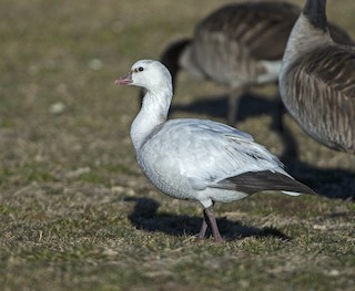 Ross's Goose, ML47155811