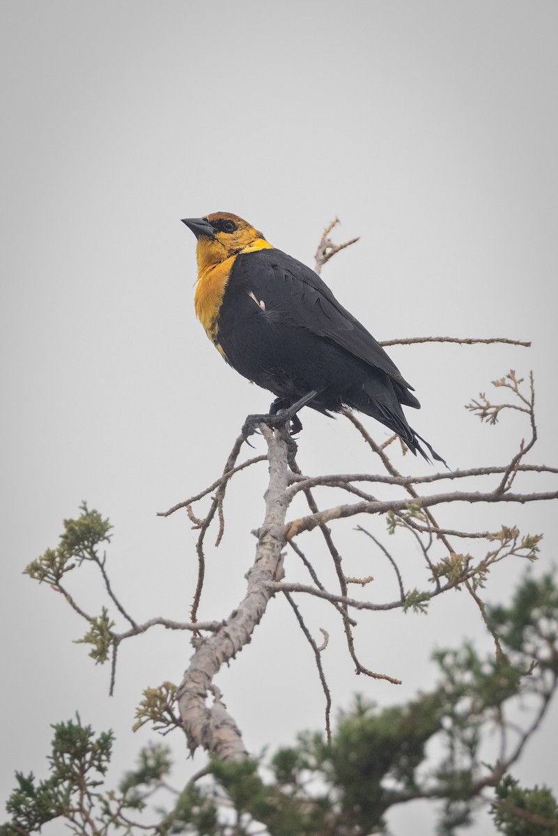 Yellow-headed Blackbird - Gary Witt
