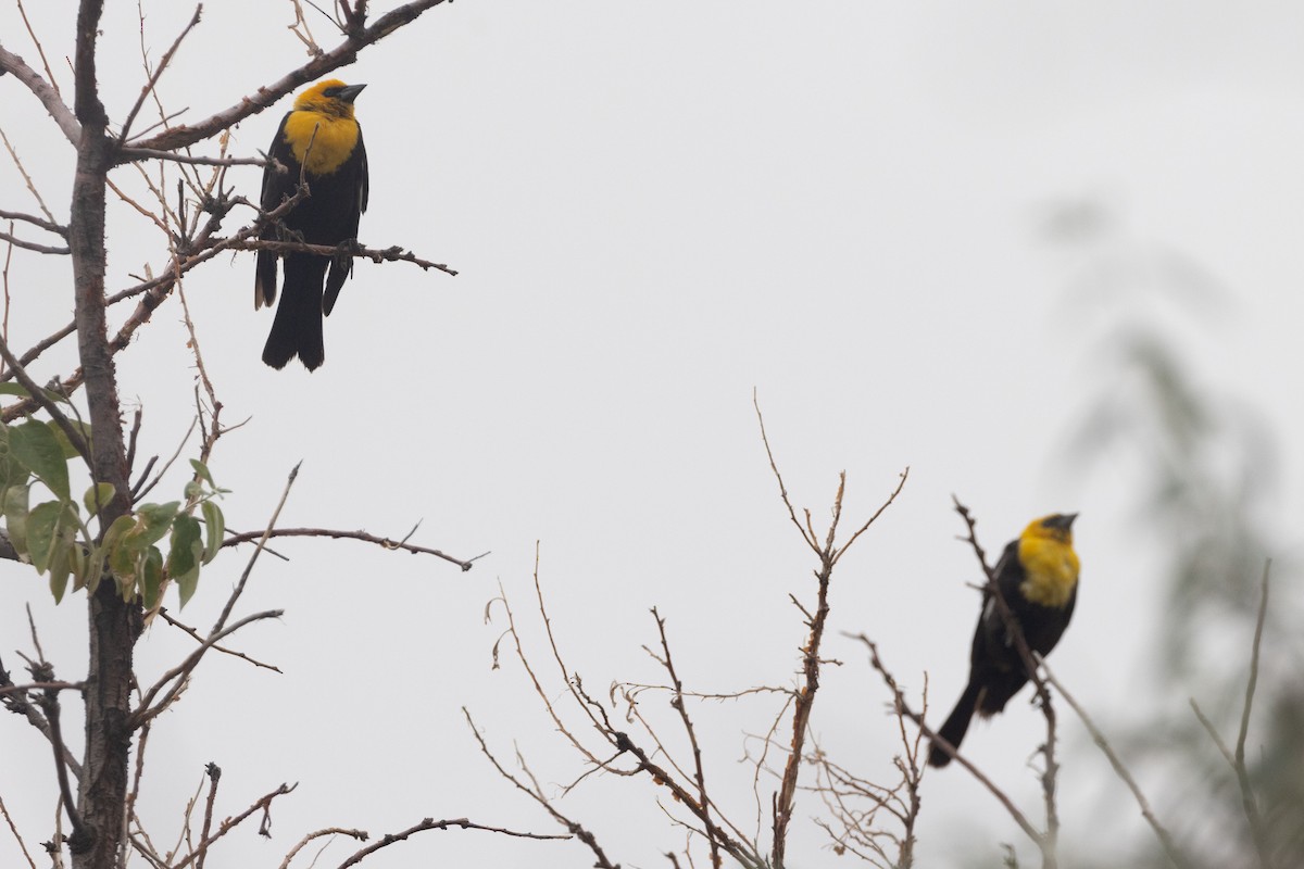 Yellow-headed Blackbird - ML471558681