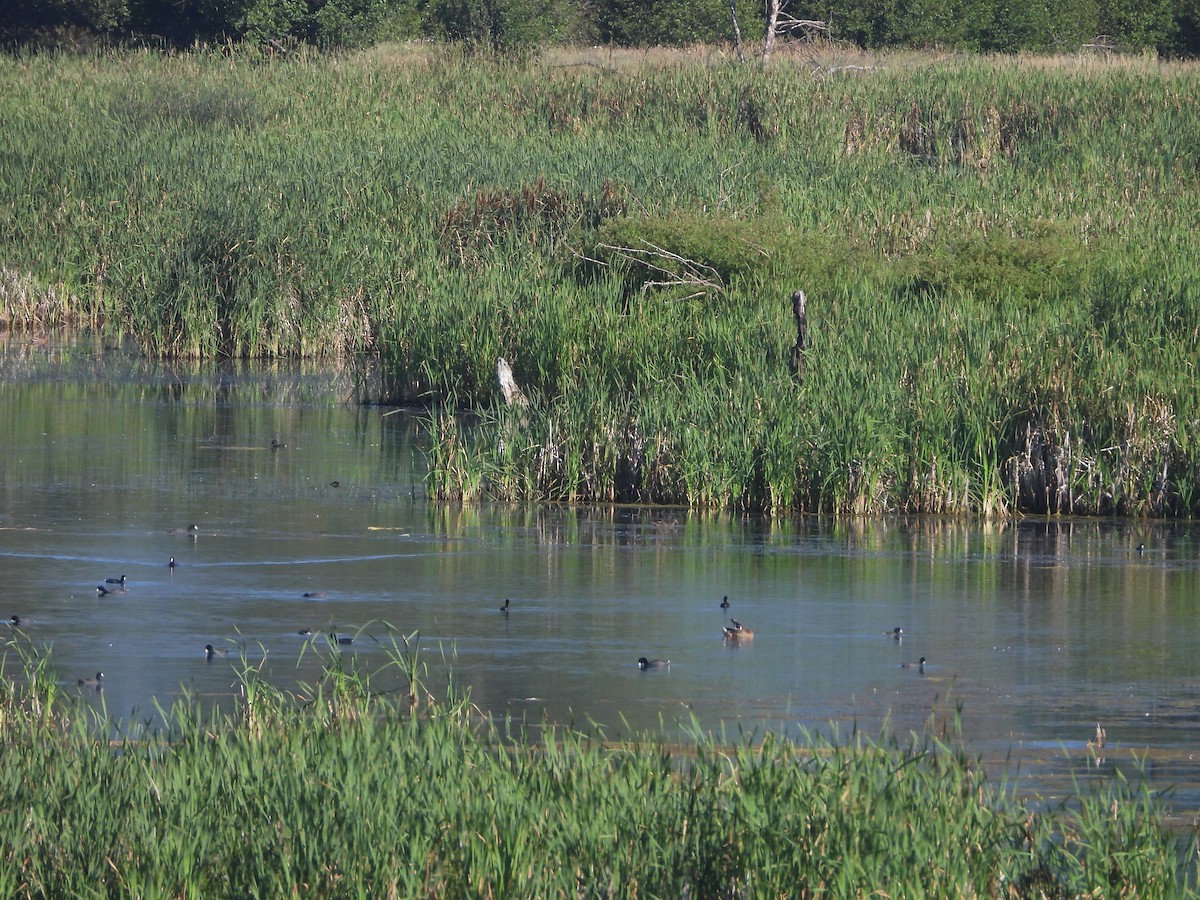 eBird Checklist - 27 Jul 2022 - Lee Metcalf NWR--Kenai Trail - 23 species