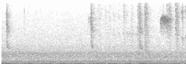 Широкохвостый колибри - ML471559731