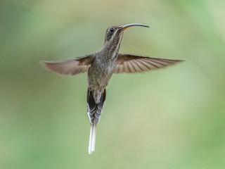  - White-bearded Hermit