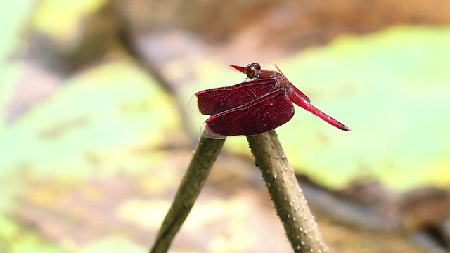 Dragonflies and Damselflies - ML471560