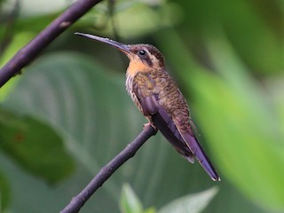  - Saw-billed Hermit