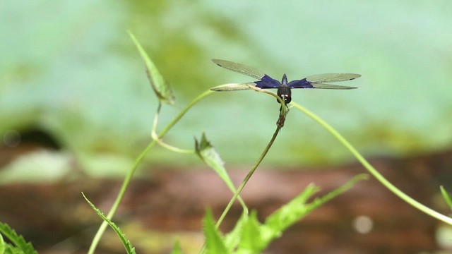 Dragonflies and Damselflies - ML471562