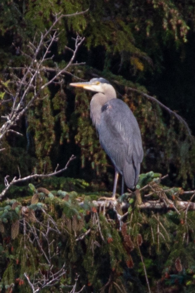 ML471562601 - Great Blue Heron - Macaulay Library