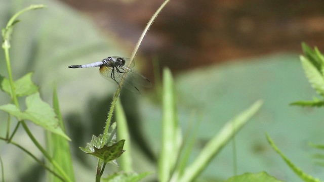 Dragonflies and Damselflies - ML471563