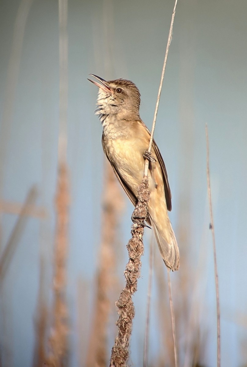 Great Reed Warbler - Toby Phelps