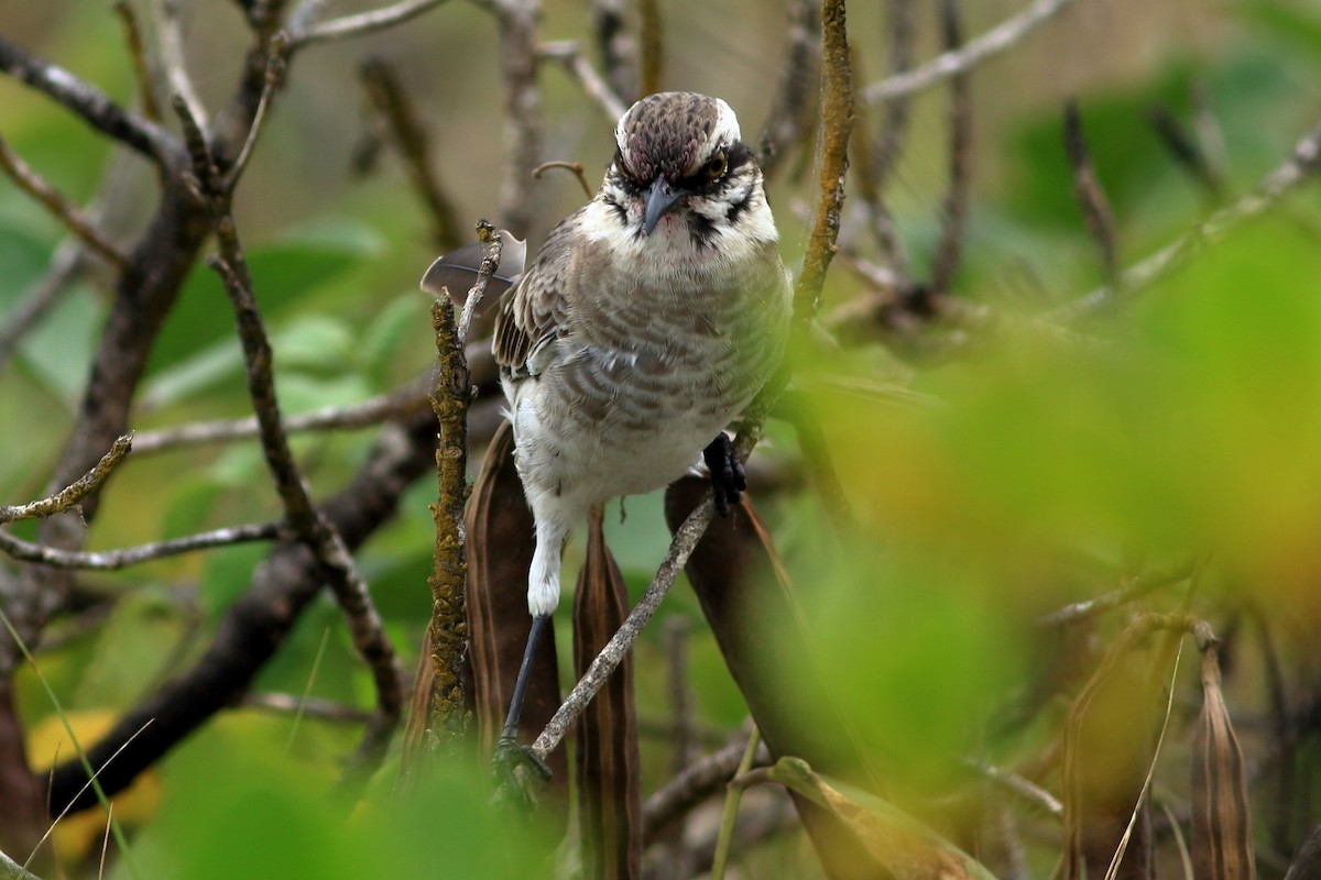 Long-tailed Mockingbird - Manfred Bienert