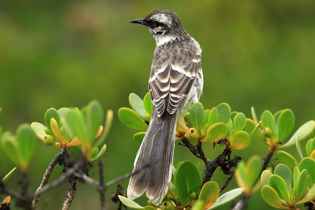 Long-tailed Mockingbird - ML471566201