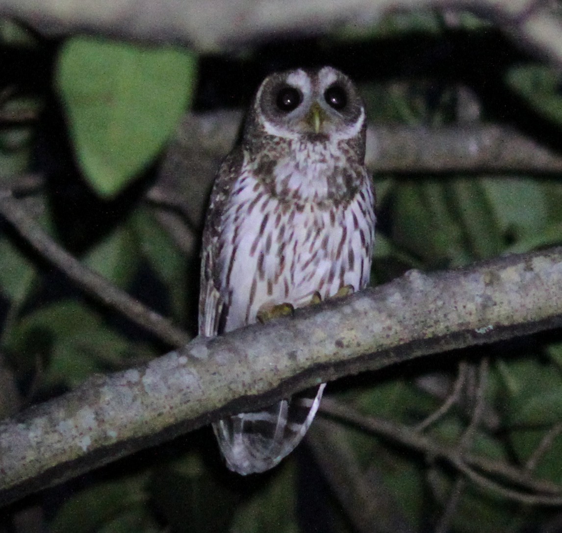 Mottled Owl - Larry Sirvio