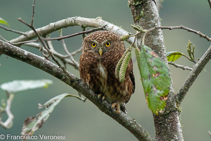 Yungas Pygmy-Owl - Francesco Veronesi