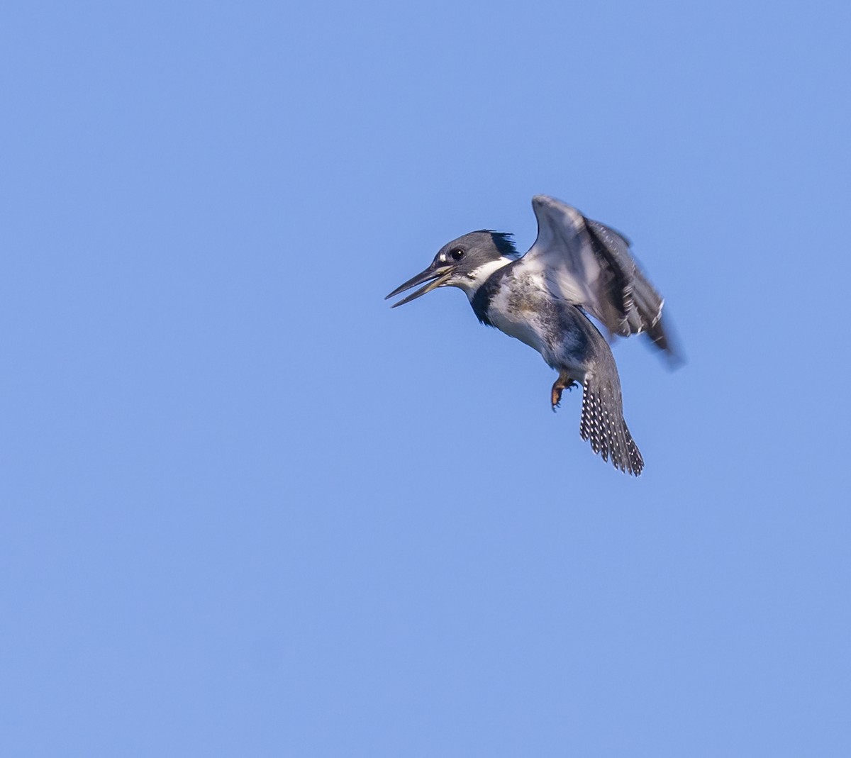 Belted Kingfisher - ML471574791