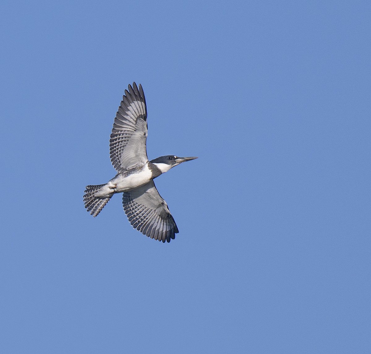 Belted Kingfisher - ML471574801