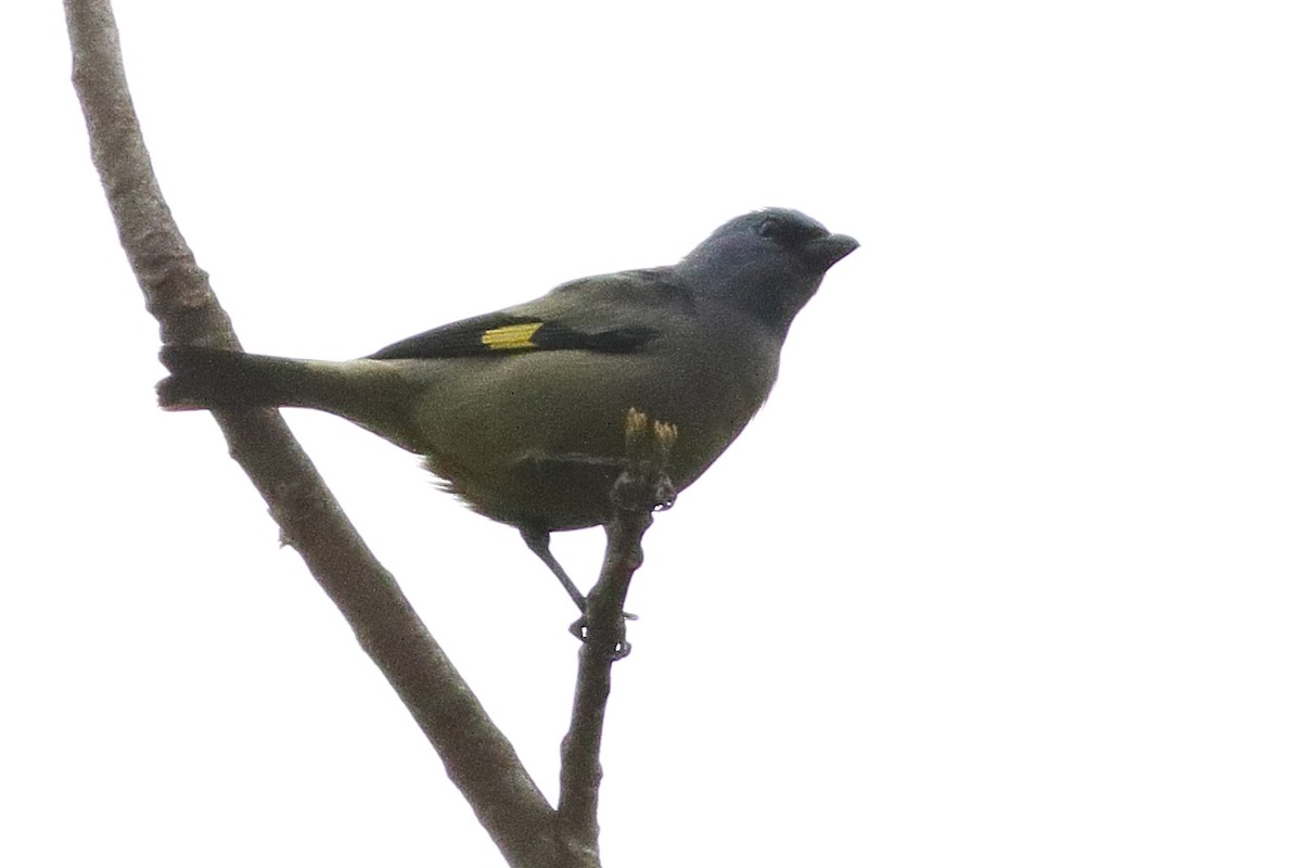 Yellow-winged Tanager - ML471576771