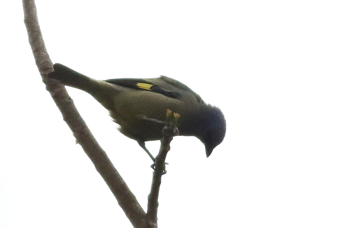 Yellow-winged Tanager - ML471576781