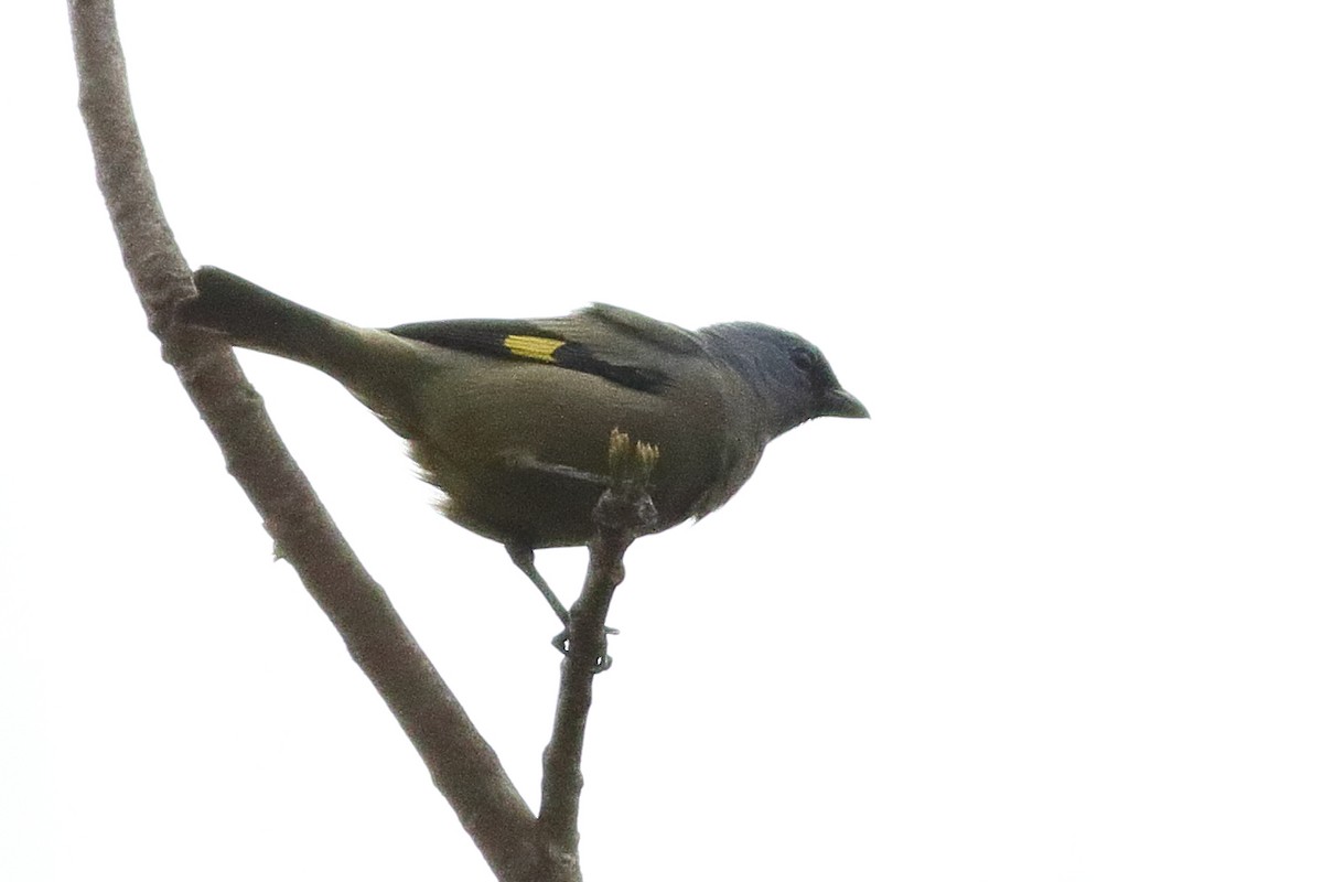 Yellow-winged Tanager - ML471576791