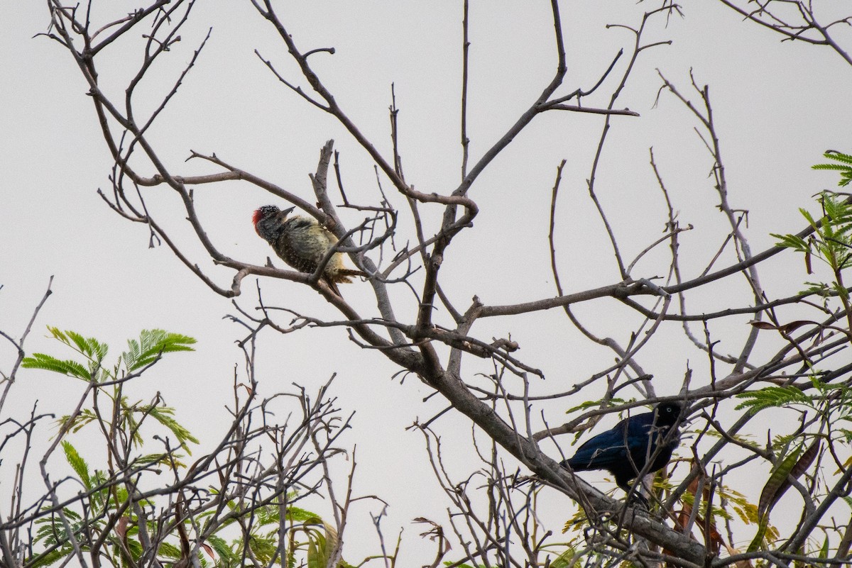 Nubian Woodpecker - Richard Latuchie