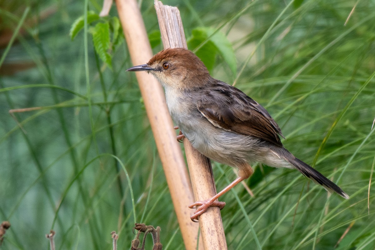 Carruthers's Cisticola - ML471579021