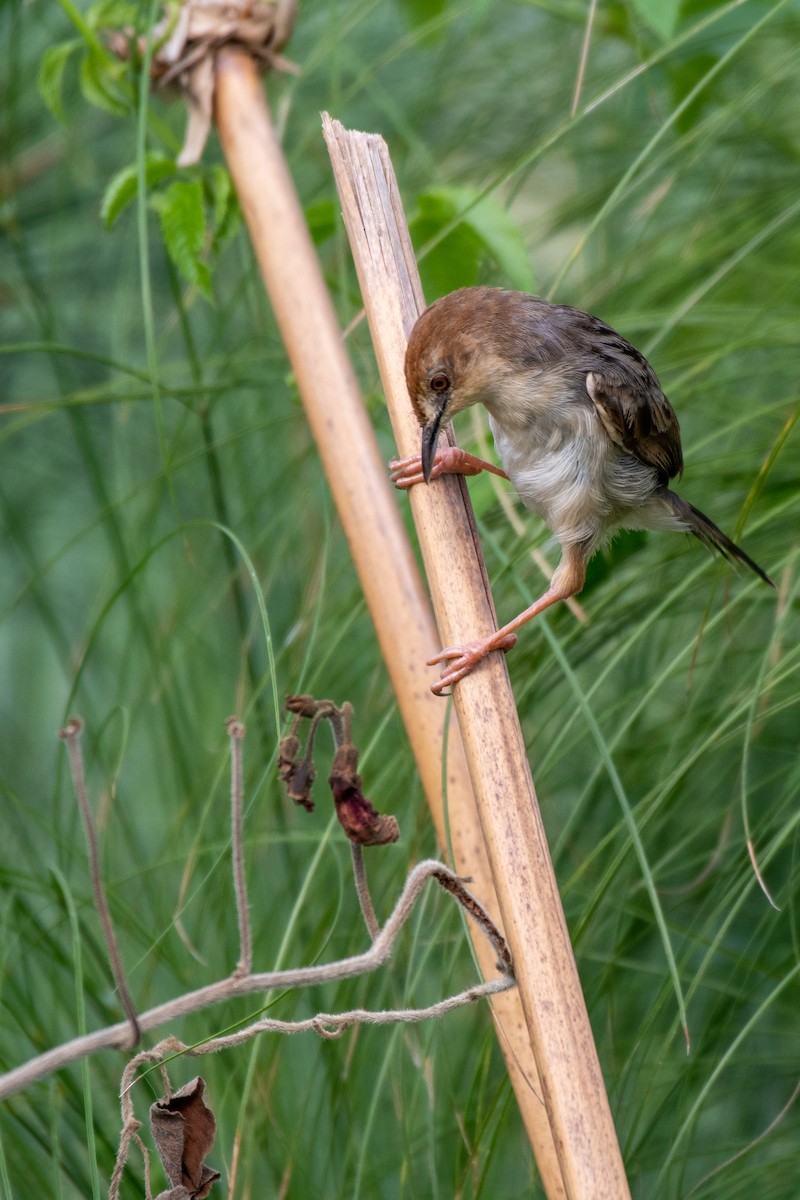 Carruthers's Cisticola - ML471579041