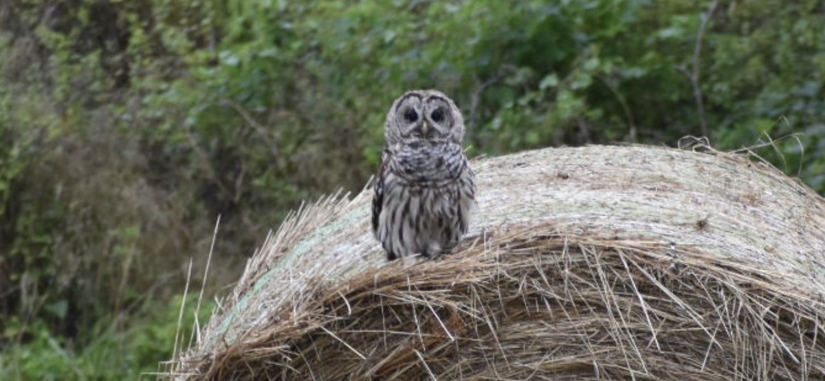 Barred Owl - ML471581391