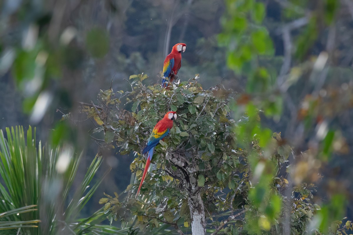 Scarlet Macaw - Thibaud Aronson
