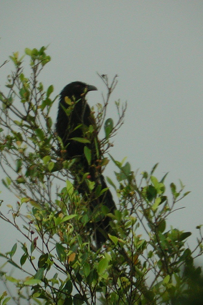 Greater Coucal - ML47158181