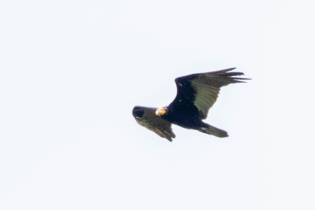 Greater Yellow-headed Vulture - Neil Hayward