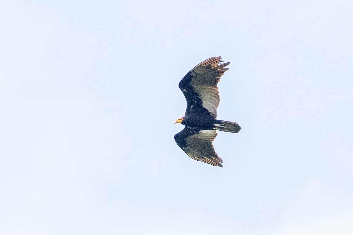 Greater Yellow-headed Vulture - ML471593161
