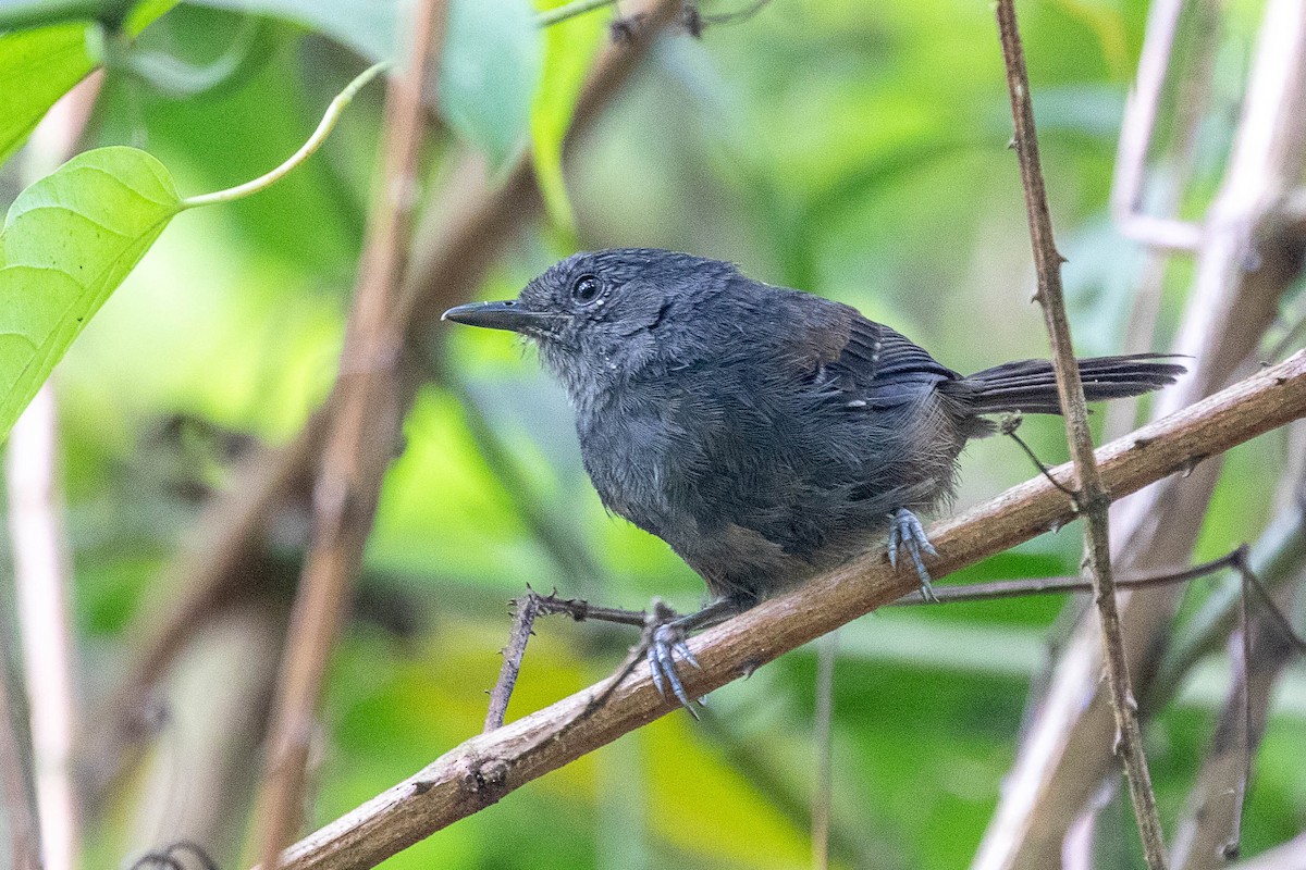 Blackish Antbird - ML471594781
