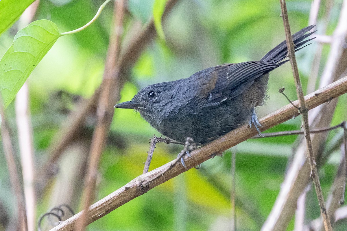 Blackish Antbird - ML471594791