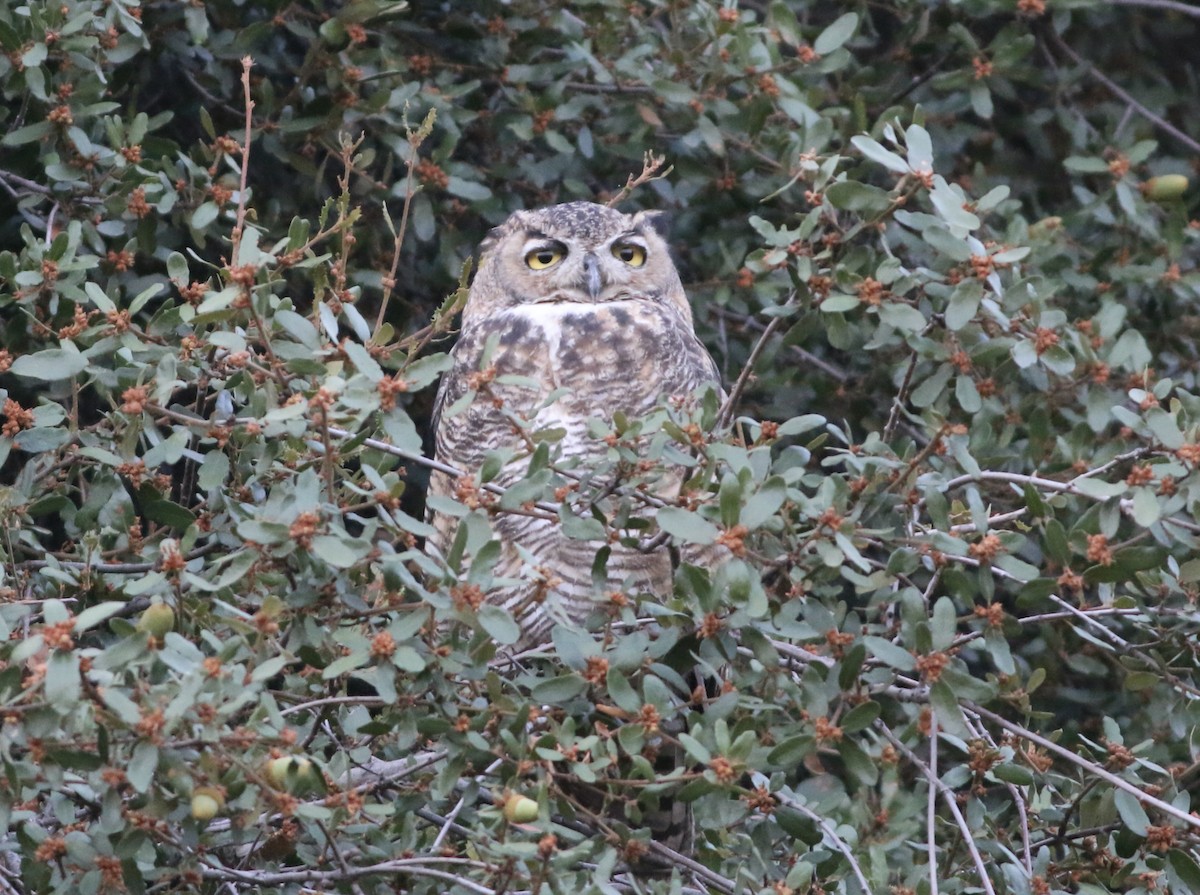 Great Horned Owl - ML471598071