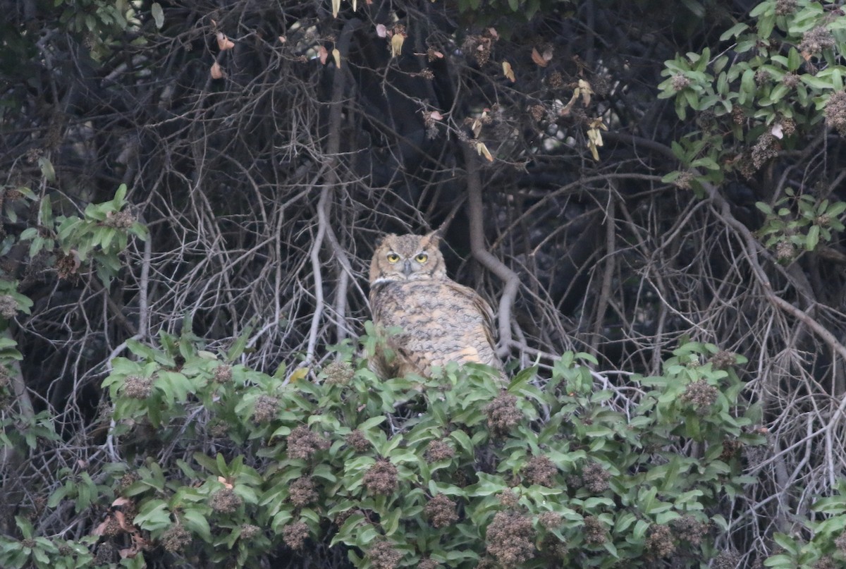 Great Horned Owl - ML471599311