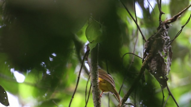 Sarı Karınlı Arapbülbülü - ML471606
