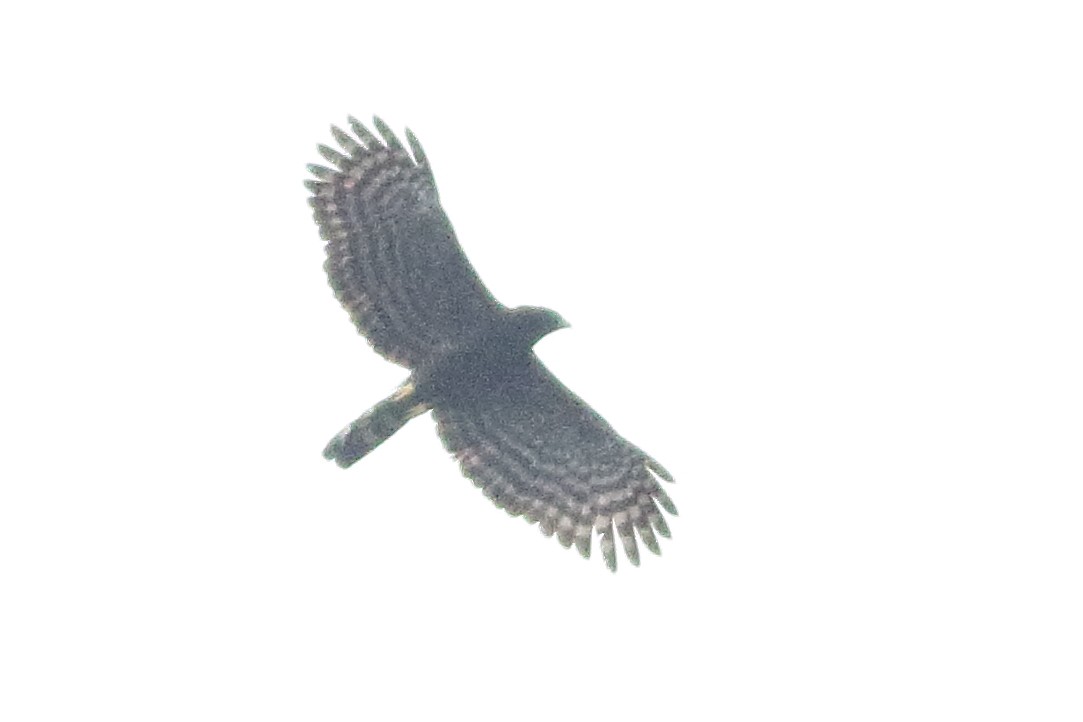 Чёрный хохлатый орёл - ML471606921
