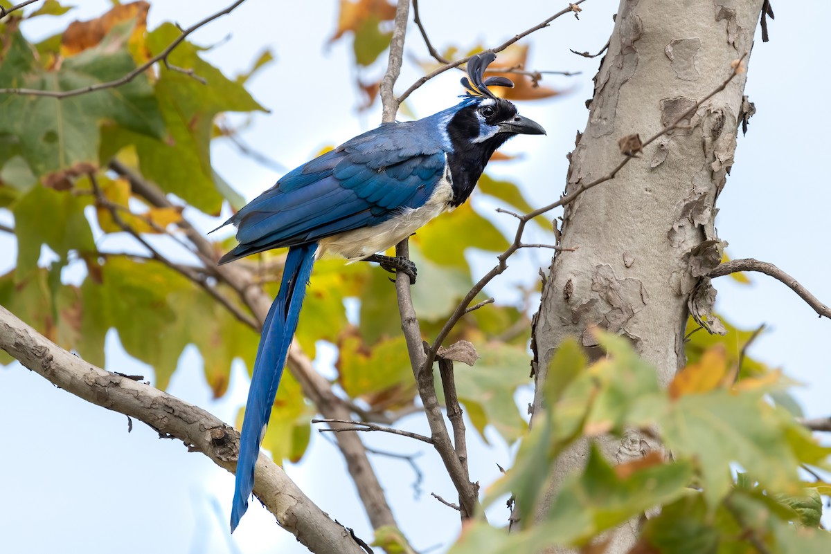 Black-throated Magpie-Jay - ML471606961