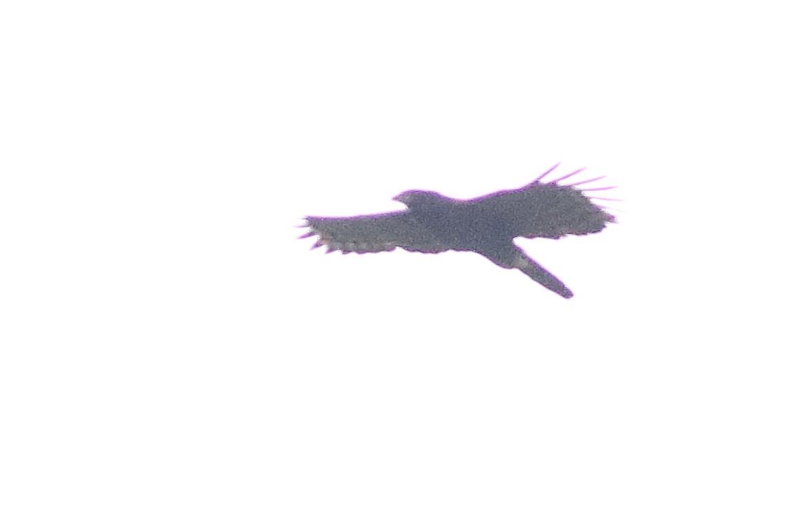 Чёрный хохлатый орёл - ML471606971