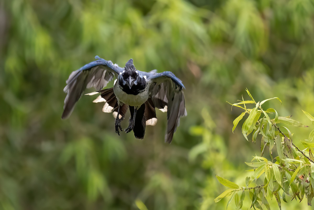 Black-throated Magpie-Jay - ML471607041