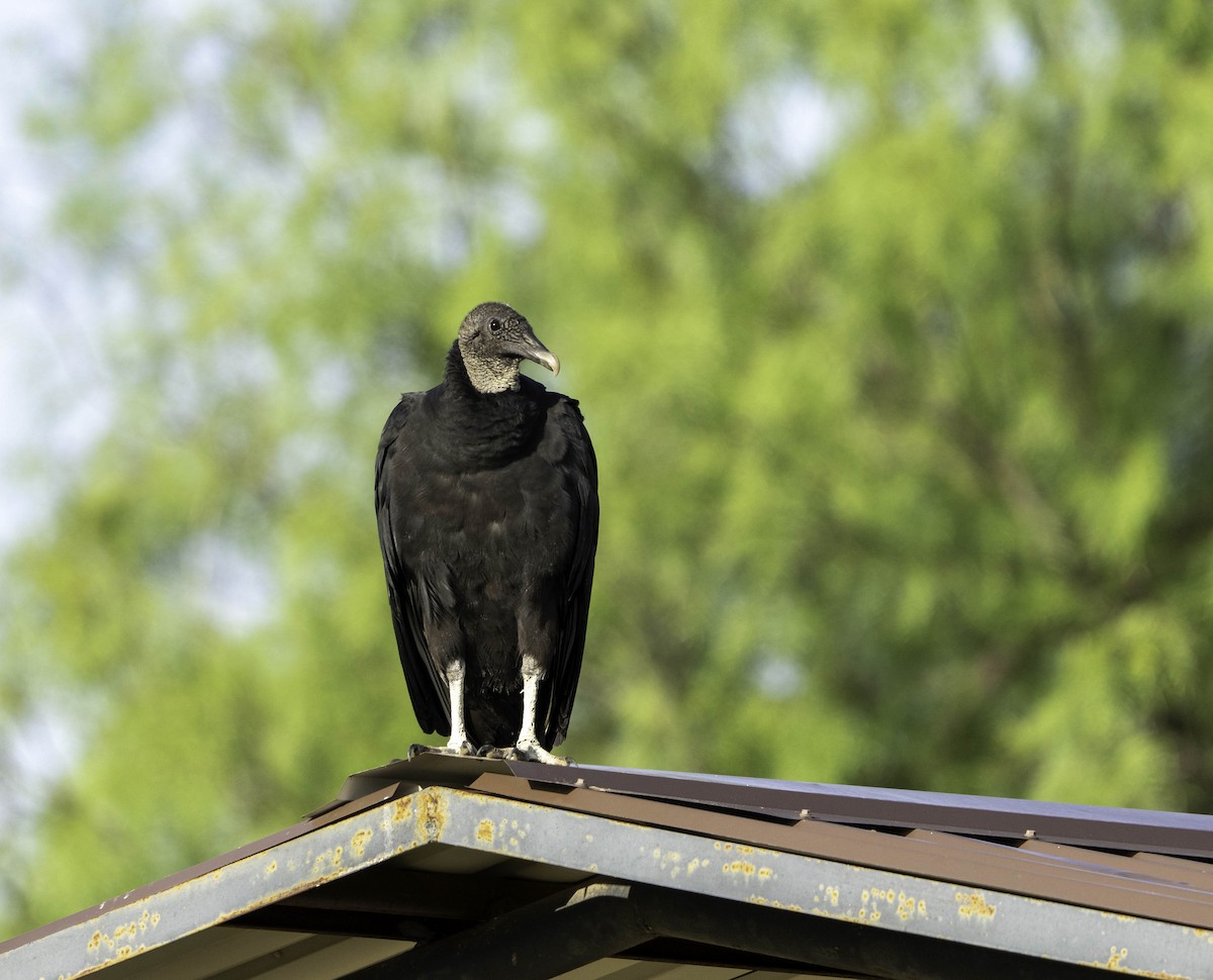 Black Vulture - Susan Wigetman